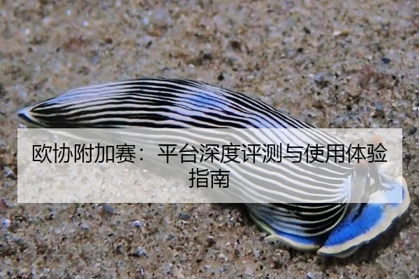 欧协附加赛：平台深度评测与使用体验指南